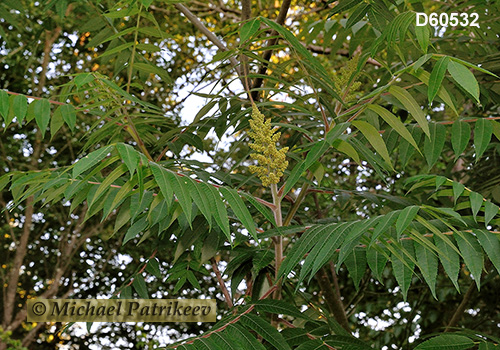 Staghorn Sumac (Rhus typhina)